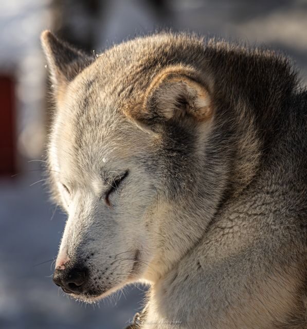 Kemi: Sled Dog Husky Safari Including Hot Drink - What to Expect from the Husky Safari