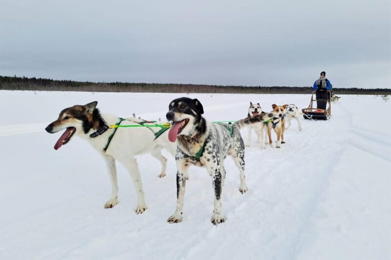 Kemi-Tornio: Husky Sled Ride with Hot Drink - Key Points