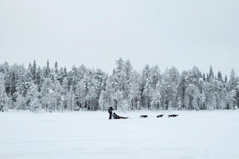 Kemi-Tornio: Husky Sled Ride with Hot Drink - The Experience in Detail
