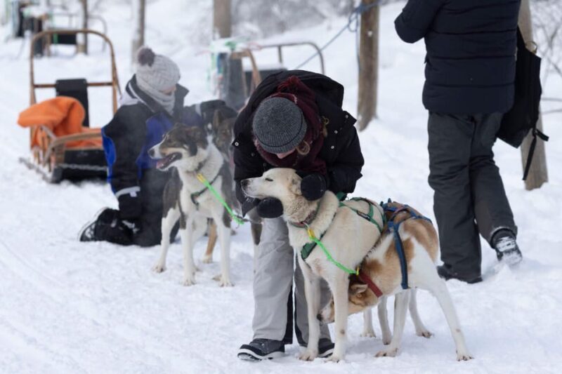 Kemi-Tornio: Husky Sled Ride with Hot Drink - How This Tour Fits Into Your Arctic Itinerary