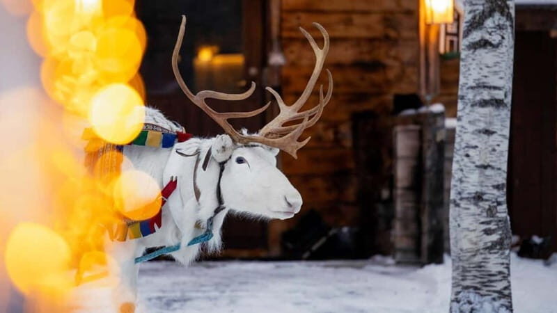 Kemi-Tornio: Reindeer farm experience - What to Expect: A Step-by-Step Breakdown