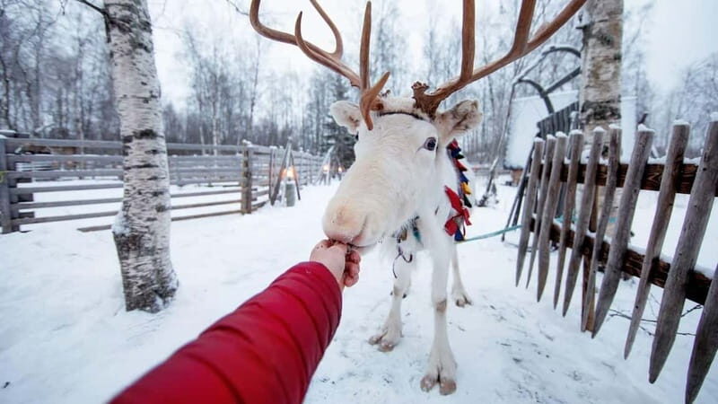 Kemi-Tornio: Reindeer farm experience - Practical Tips