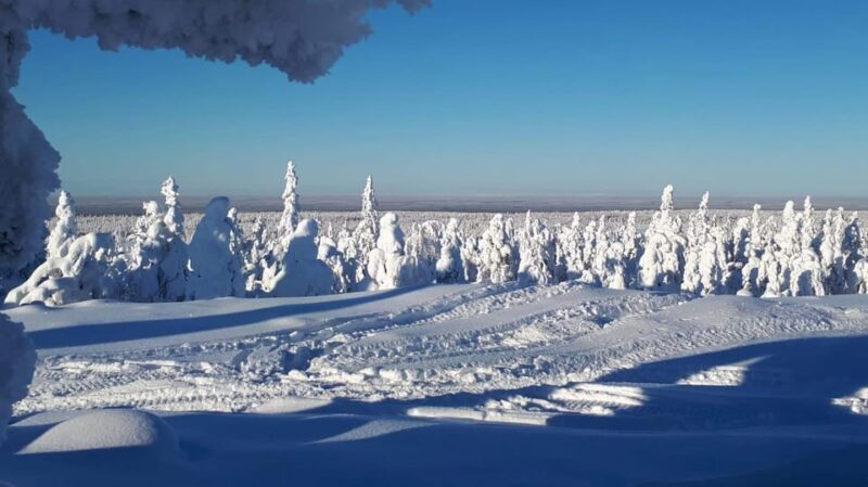 Kemi-Tornio: Snowmobile Forest Safari w/ Hot Drink & Snacks - A Closer Look at the Snowmobile Forest Safari