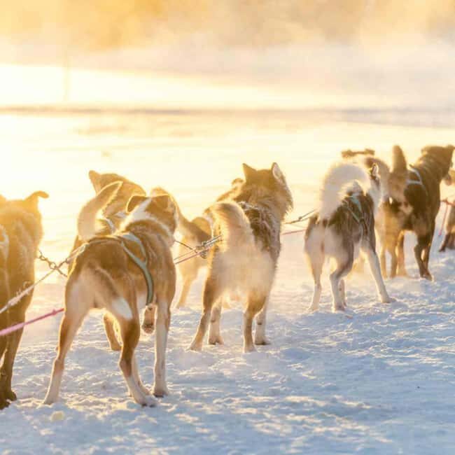 Kemijärvi: Insider Husky Self-Drive 5km Safari - What You Can Expect from This Husky Safari
