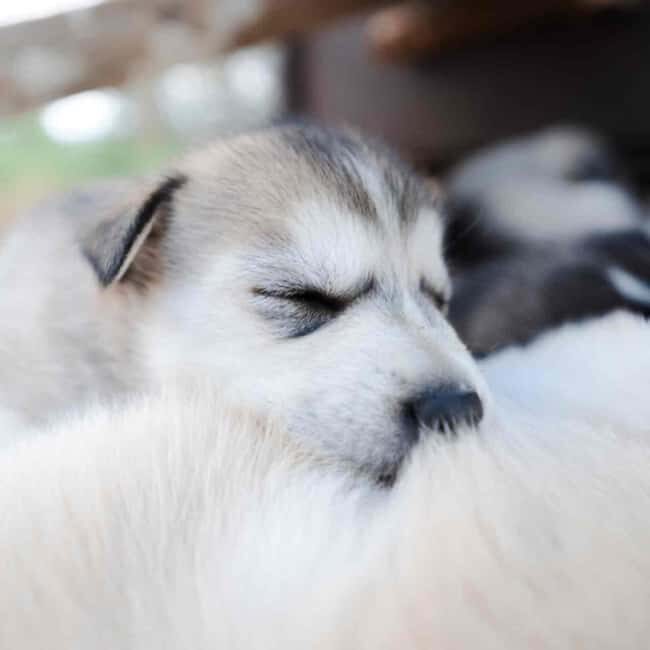 Kemijärvi: Insider Husky Self-Drive 5km Safari - How This Tour Compares to Other Experiences