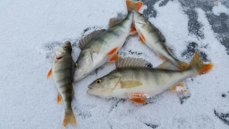 Kemijärvi: Insider Ice Fishing Experience - Final Thoughts
