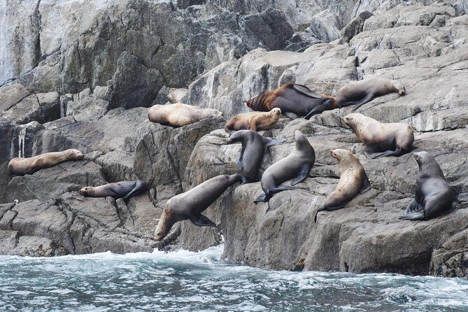 Kenai Fjords Orca Quest Cruise - Who Is This Tour Best For?