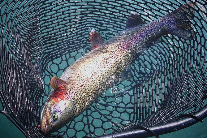 Kenai River | Rainbow Trout | Full Day Charter - FAQs