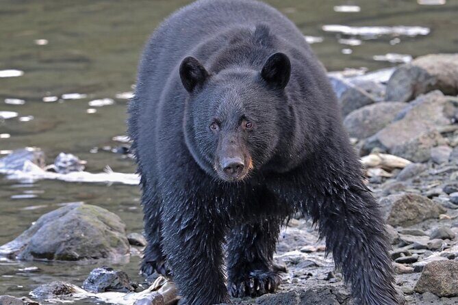 Ketchikan Alaska private tour - A Deep Dive into the Experience