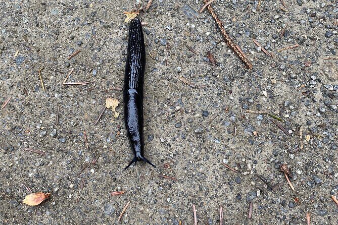 Ketchikan Alaska private tour - Authenticity & Personal Touch