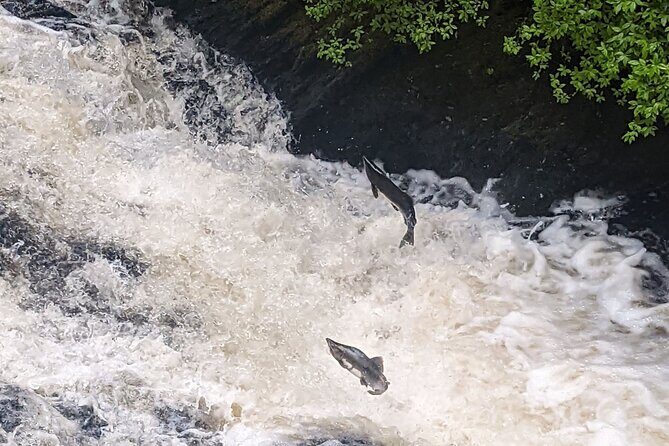 Ketchikan Duck Tour - FAQs