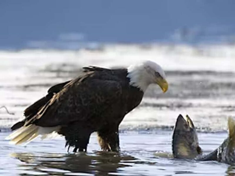 Ketchikan: E-Bike and Hike Tour - FAQ