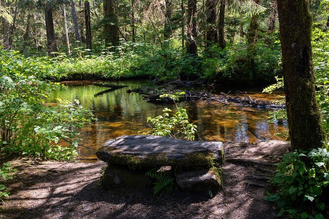 Ketchikan Magical Old-Growth Creek Trek Guided Tour - The Downsides and Considerations