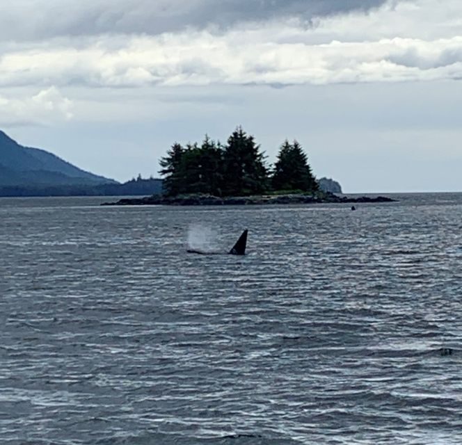 Ketchikan: Marine Wildlife and Whale Watching Boat Tour - FAQ