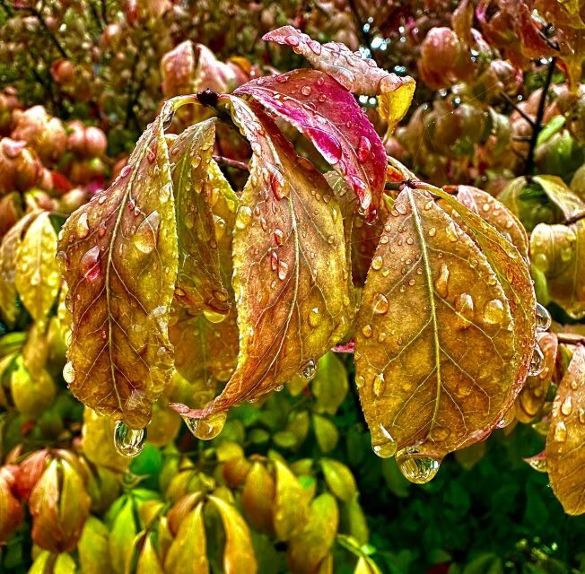 Ketchikan Photo Safari - The Itinerary in Detail