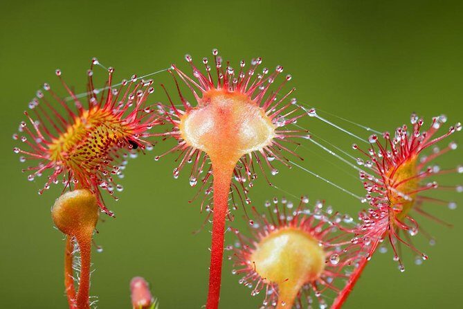 Ketchikan Rainforest Canoe and Nature Walk - FAQs