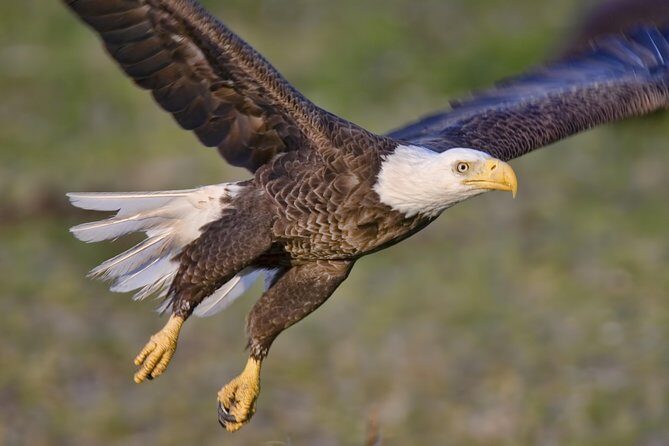 Ketchikan Rainforest Sanctuary and Totem Park - The Logistics: What You Should Know