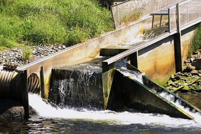 Ketchikan Rainforest Sanctuary and Totem Park - Who Might Not Love This Tour?