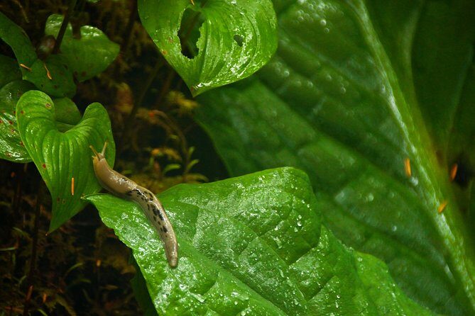 Ketchikan Rainforest Sanctuary and Totem Park - FAQ