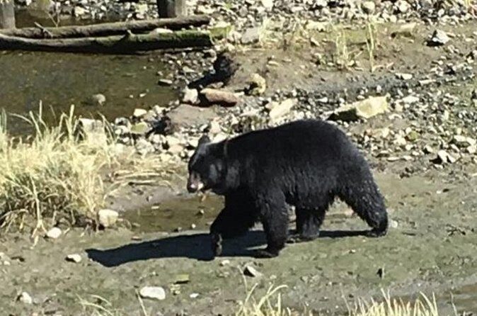 Ketchikan Shore Excursion: Eagle Sanctuary and Rainforest Wildlife Center - Who Is This Tour Best For?