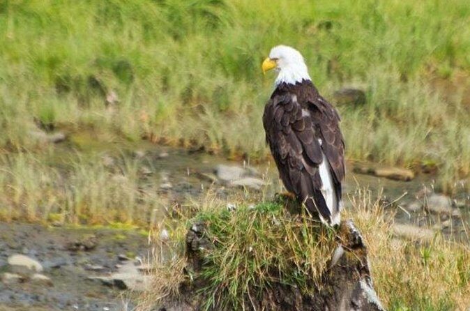 Ketchikan Shore Excursion: Eagle Sanctuary and Rainforest Wildlife Center - FAQ