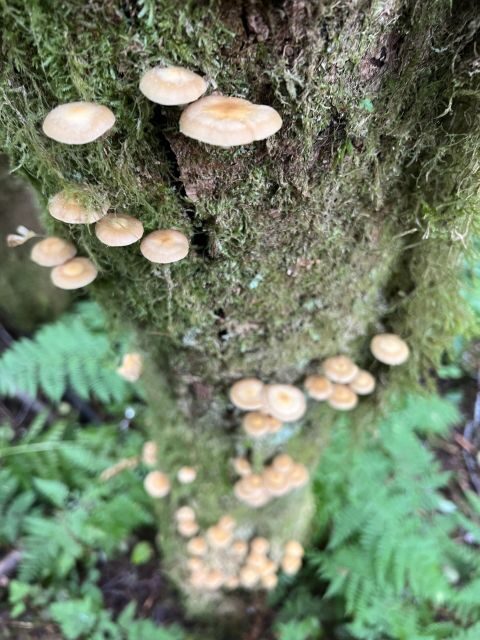 Ketchikan: Tongass Forest Alaska Bigfoot ATV Ride and Hike - A detailed look at the tour experience