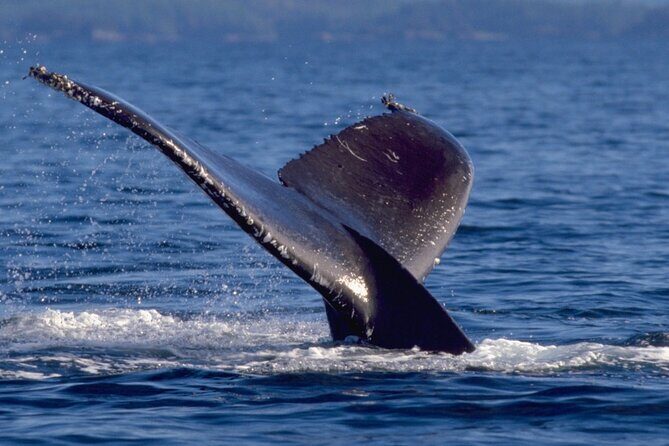 Ketchikan Ultimate Whale Watching, Wildlife, & Wilderness Dining - Who Will Love This Tour?