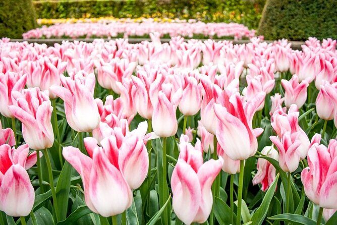 Keukenhof Entry Ticket plus Round-Trip Shuttle Bus from Amsterdam - Final Thoughts