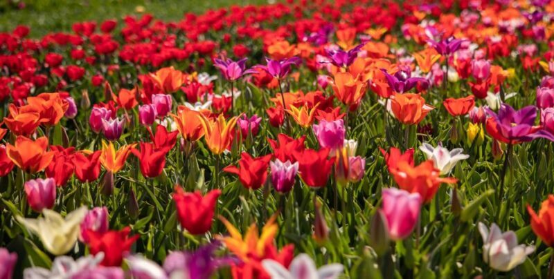 Keukenhof: Flower Fields Small-Group Cultural Bike Tour - Who Will Enjoy This Tour?