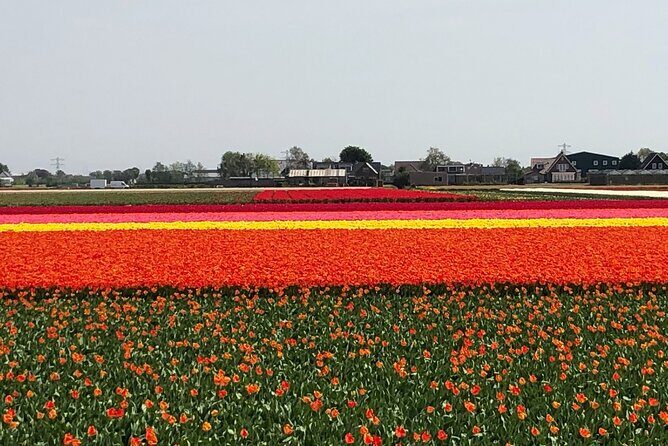 Keukenhof, Tulip Farm, Flower Fields & Zaanse Schans Windmills - Wrapping It Up