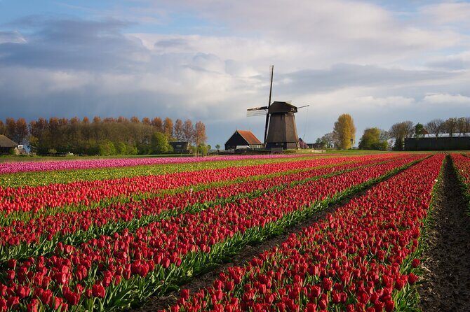 Keukenhof Tulip Garden Tour - Who Is This Tour Best For?
