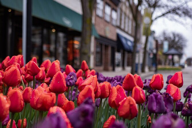 Keukenhof & Zaanse Schans (Best of Holland with windmill) Guided Tour with local - Key Points