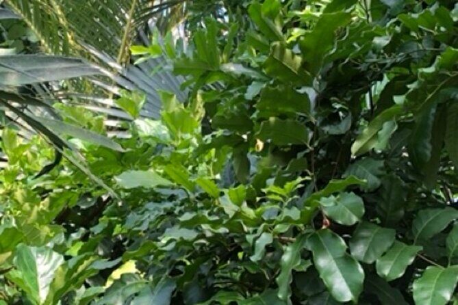 Kew Gardens, Richmond - Self-Guided Audio Tour - The Value and Who It’s Best For