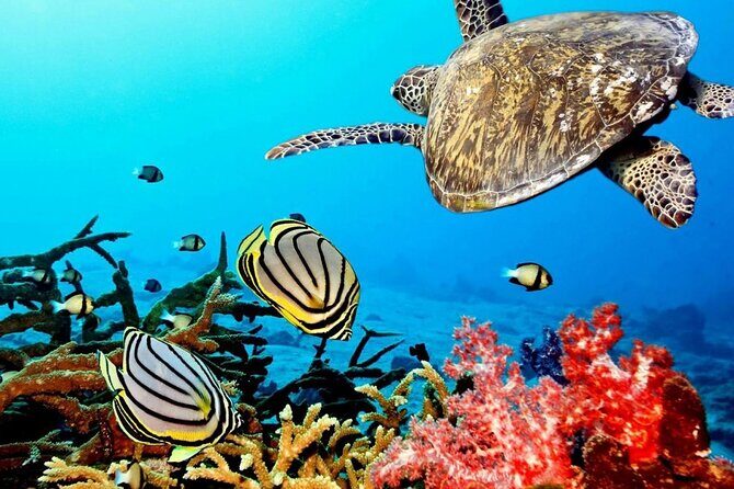 Key Largo Coral Reef Park and Sunset Celebration - Duration, Price, and Group Size