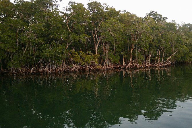 Key Largo Mangrove Private Eco-Tours - What Travelers Love and What to Keep in Mind