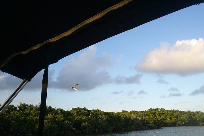 Key Largo Mangrove Private Eco-Tours - Who Should Consider This Tour?