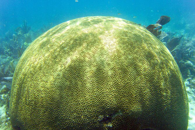 Key Largo Snorkeling Tour - rental mask, fins and vest INCLUDED - FAQs