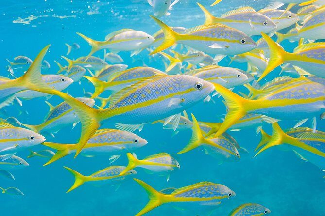 Key Largo Snorkeling Tour - rental mask, fins and vest INCLUDED - Final Thoughts