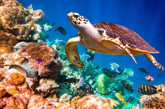 Key Largo Snorkeling Trips & Sandbar Tours - FAQ
