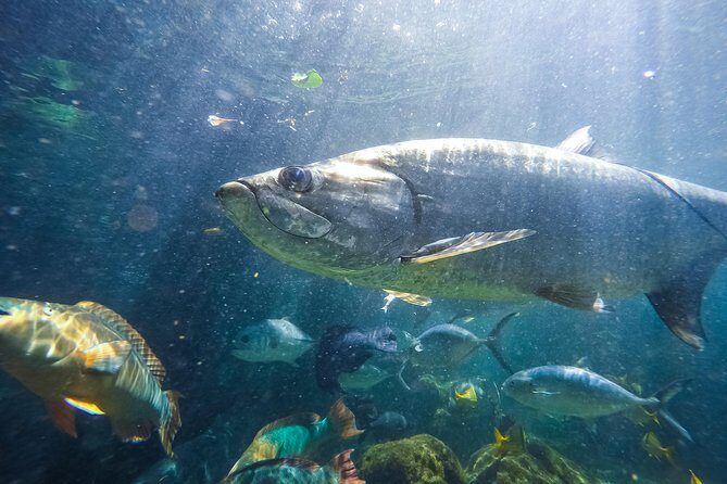 Key West Aquarium Admission - Who Should Consider This Tour?