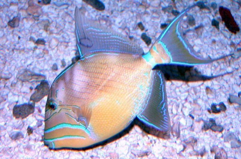 Key West Aquarium Tickets - The Sum Up