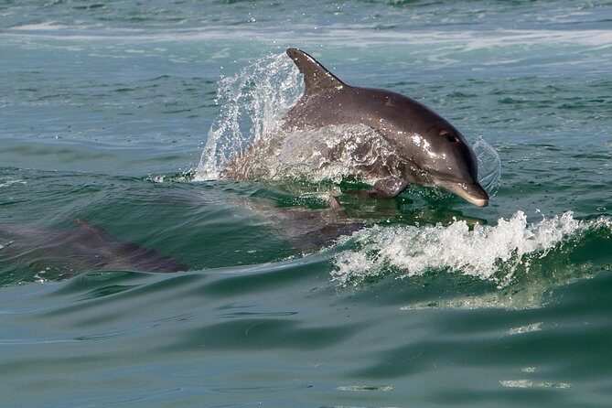 Key West Dolphin and Snorkel Experience - What Do the Reviews Say?