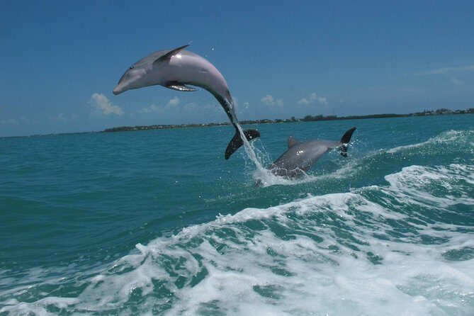 Key West Dolphin and Snorkel Experience - Practical Tips for Booking and Enjoying the Tour