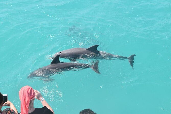 Key West Dolphin and Snorkel Experience - FAQ