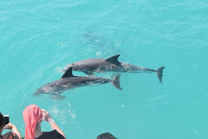 Key West: Dolphin Watching cruise & Snorkeling unlimited beer & soda - What to Expect from the Tour