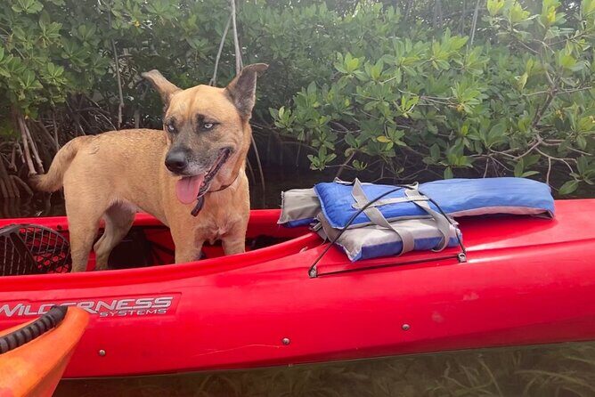 Key West Mangrove Kayak Eco Tour - FAQs