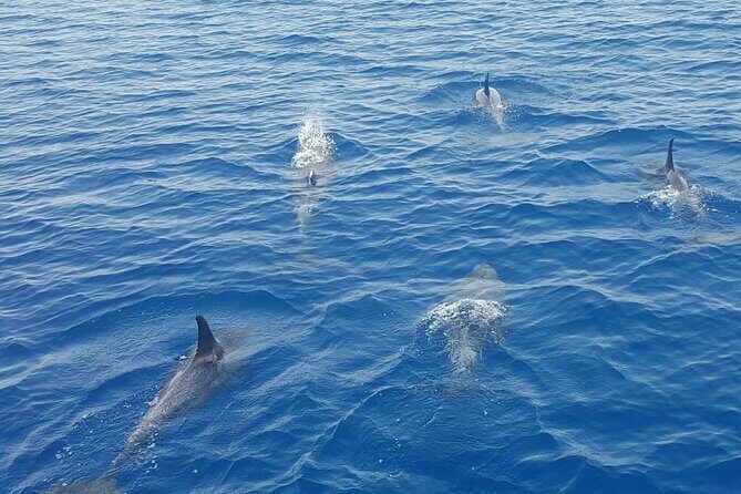 Key West Sunset Sail: Dolphin Watching, Wine, and Tapas - Source