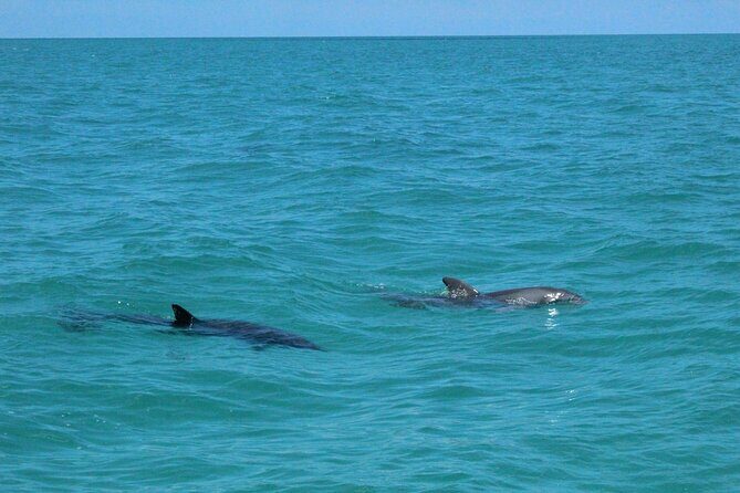 Key West Tours from Miami: Dolphin Discovery, Snorkeling & More ! - Activities in Detail: Dolphin Watching and Snorkeling