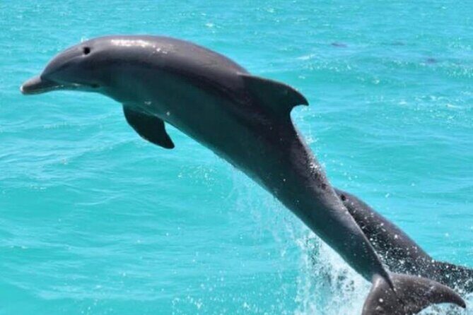 Key West's Favorite Afternoon Dolphin Sail - The Actual Experience: What You Can Expect