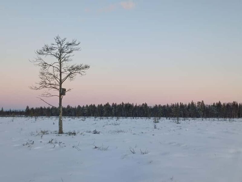 Kierinki Village: Snowmobile Sleigh Ride with Guide - The Experience: What It’s Really Like